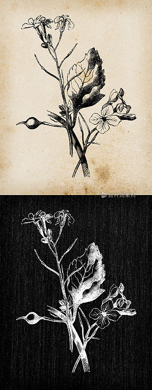 植物学植物仿古雕刻插画:Raphanus raphanistrum(野萝卜、白炭、节节炭)